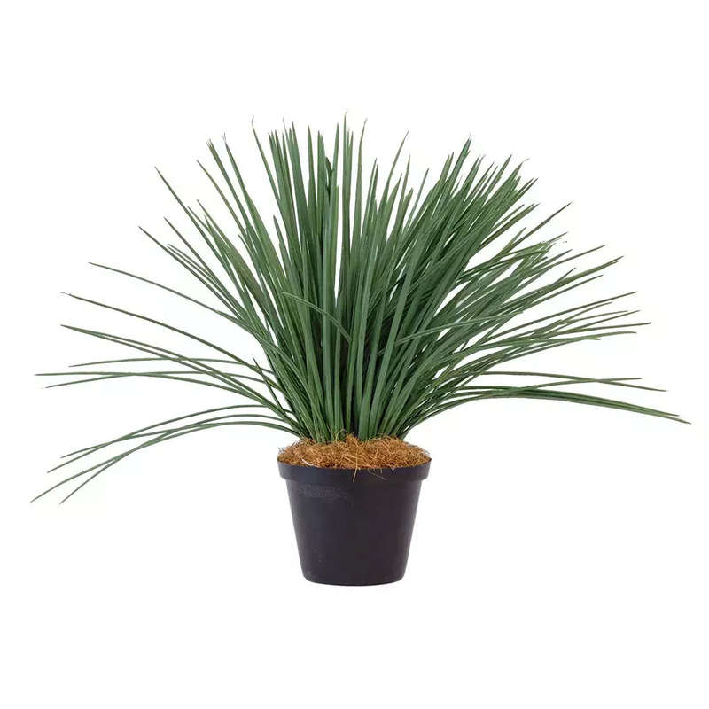 Grass Plant - Thin Dark Green Blades