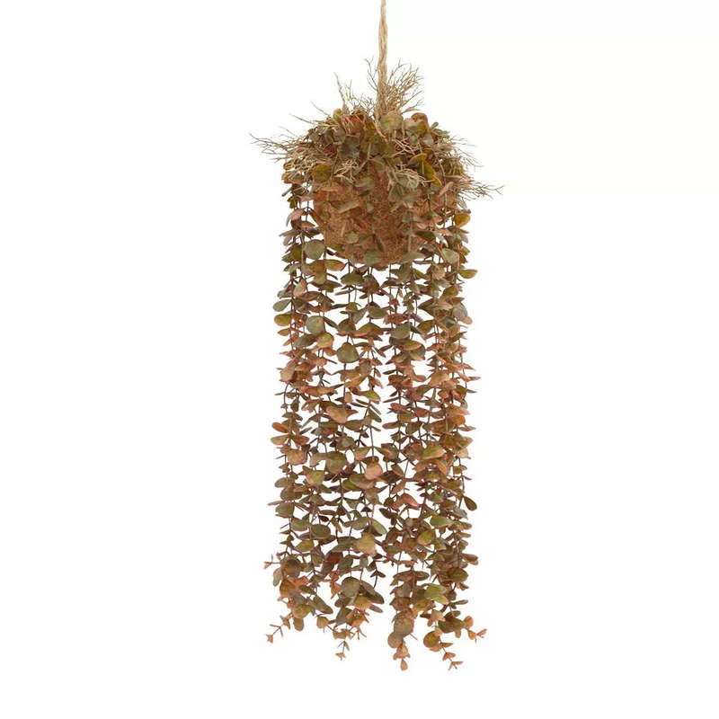 Hanging Plant - Autumn Succulent