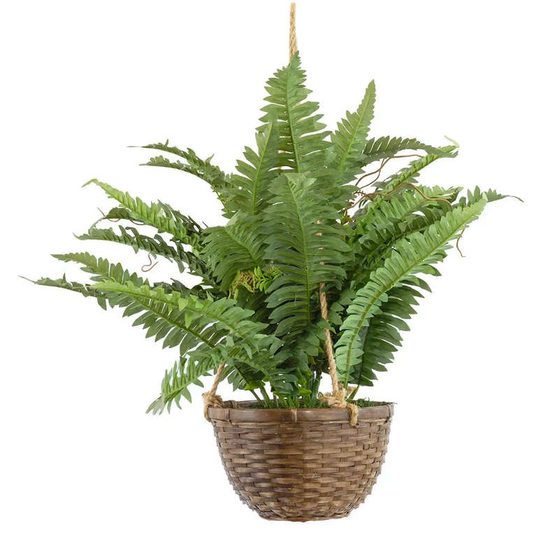 Hanging Plant - Fern in Basket