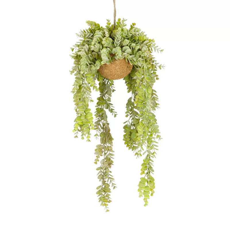 Hanging Plant - Light Coin Leaves