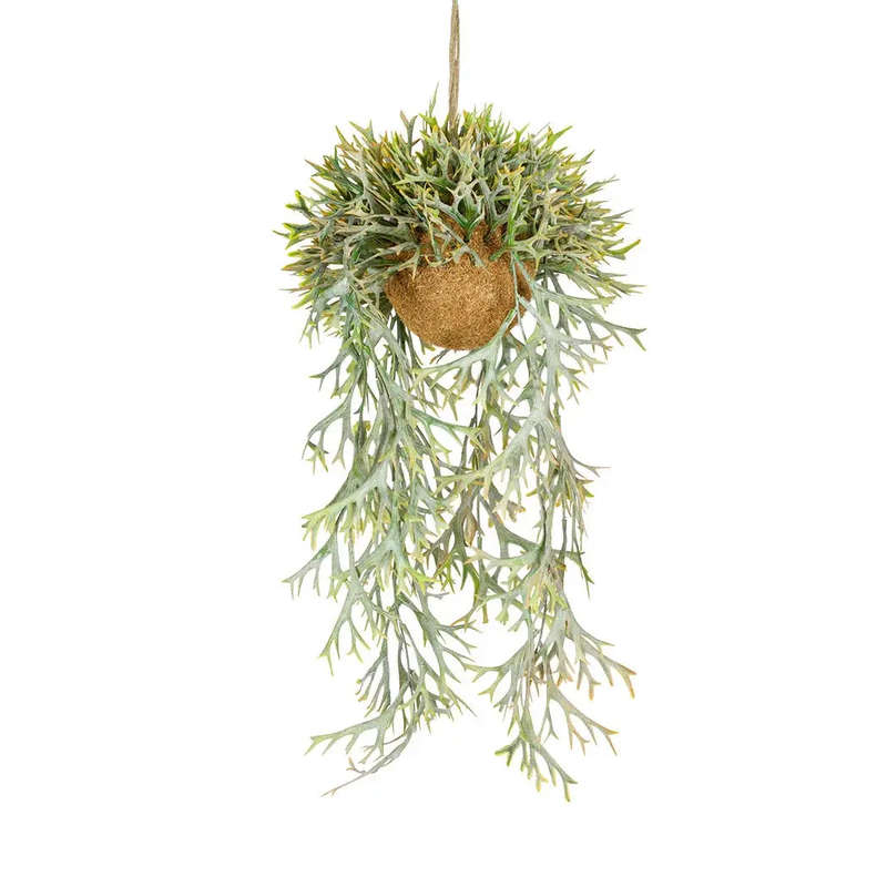 Hanging Plant - Staghorn Fern Autumn