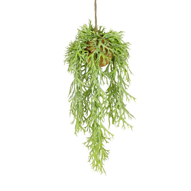 Hanging Plant - Staghorn Fern Light Green