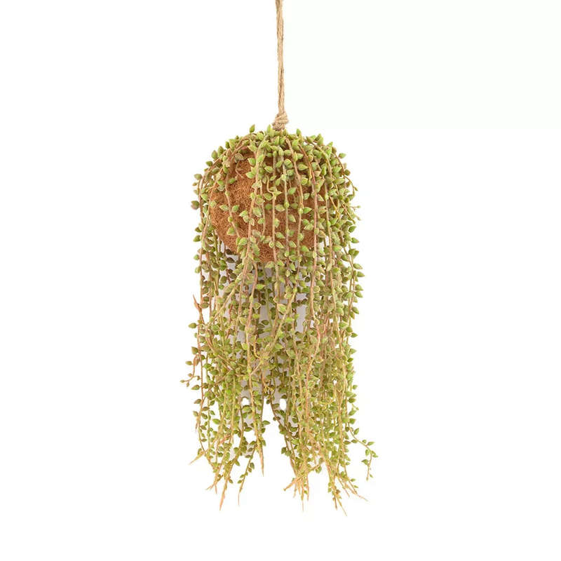 Hanging Plant - Succulent Pearl