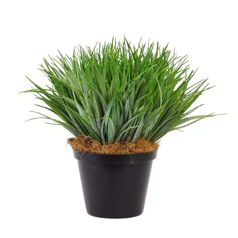 Hedgehog Grass Plant - Medium
