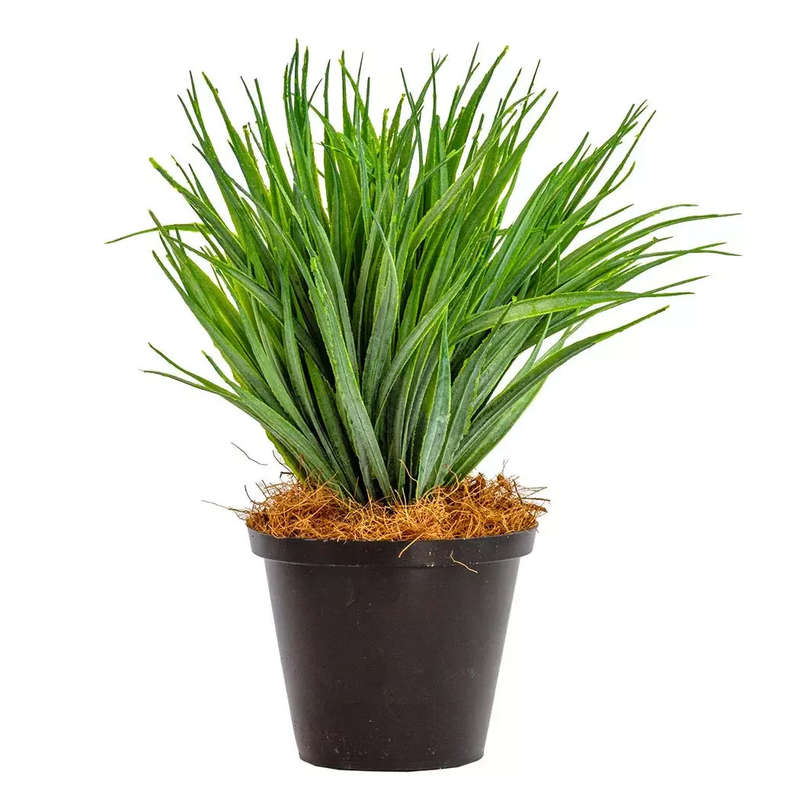 Hedgehog Grass Plant - Small