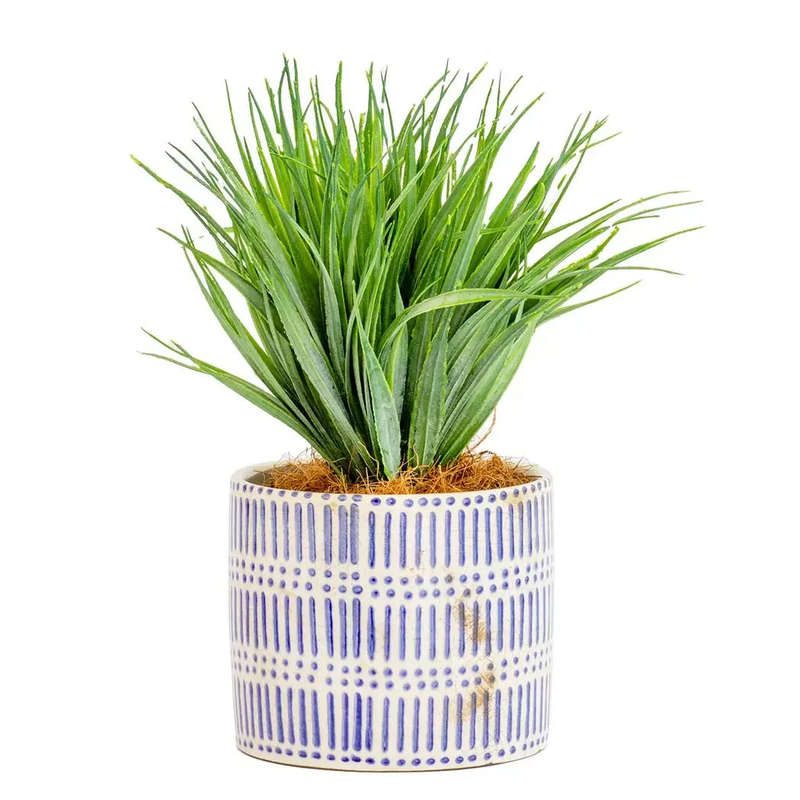 Hedgehog Grass Plant - Small