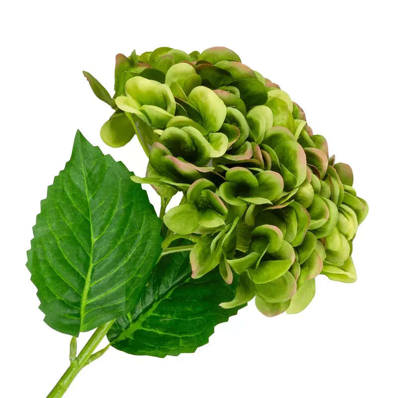 Hydrangea - Greens