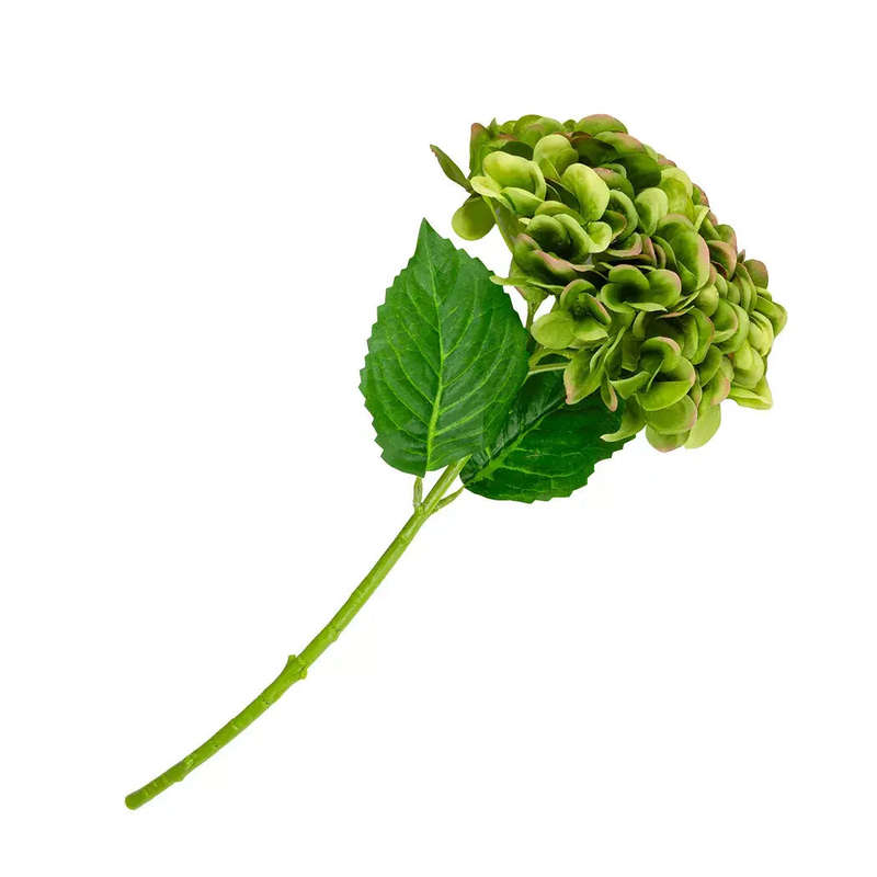 Hydrangea - Greens