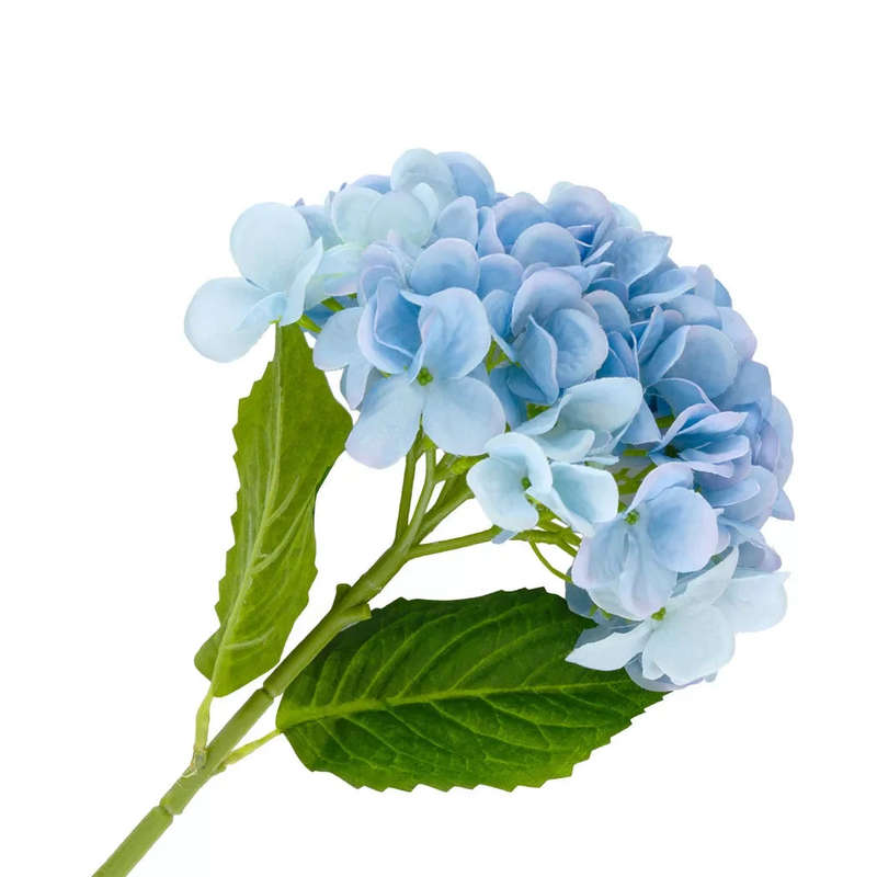Hydrangea - Ocean Blue