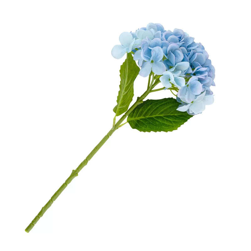 Hydrangea - Ocean Blue