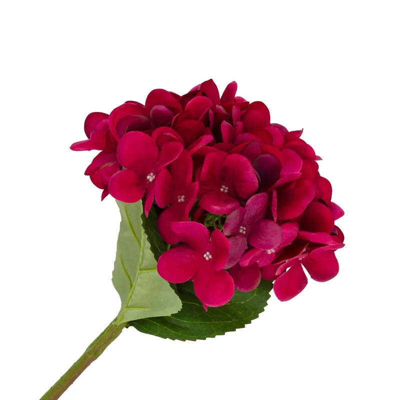 Hydrangea - Velvet