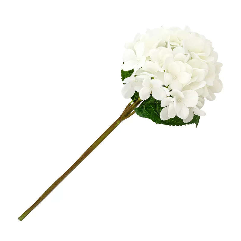 Hydrangea - White