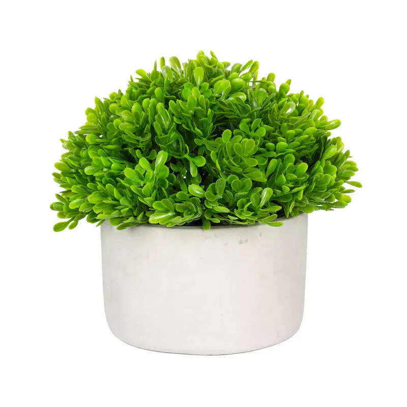 Leafy Bush - Potted 14cm