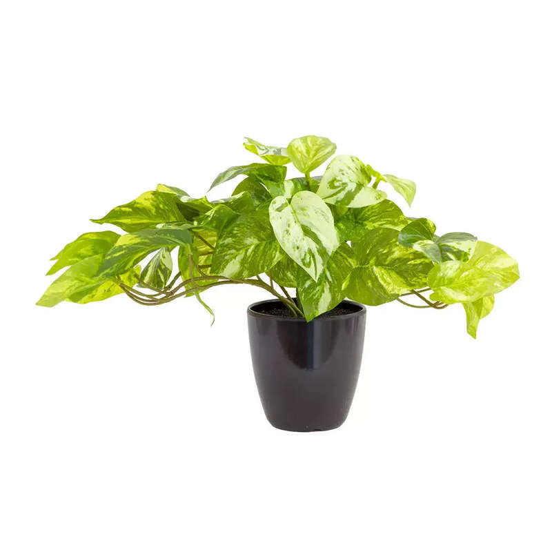 Marble Pothos Bush