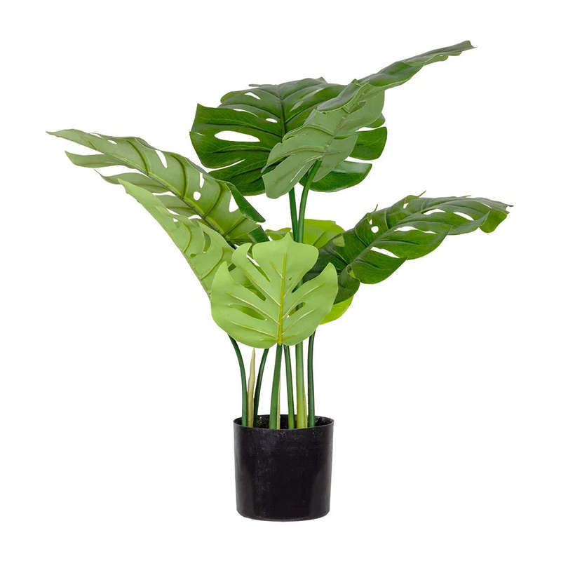 Monsteria Plant 55cm