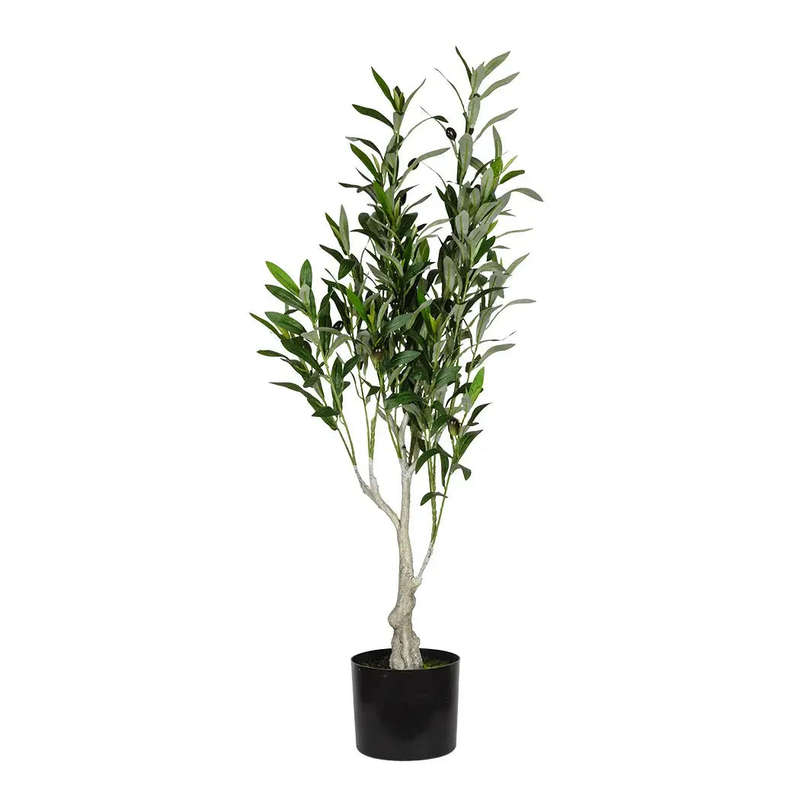 Olive Tree 95cm