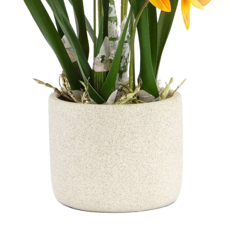 Orchid - Orange Swan Potted 55cm
