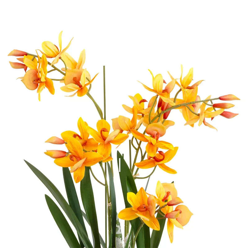 Orchid - Orange Swan Potted 55cm