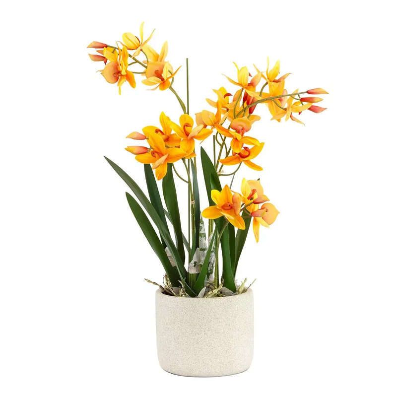 Orchid - Orange Swan Potted 55cm