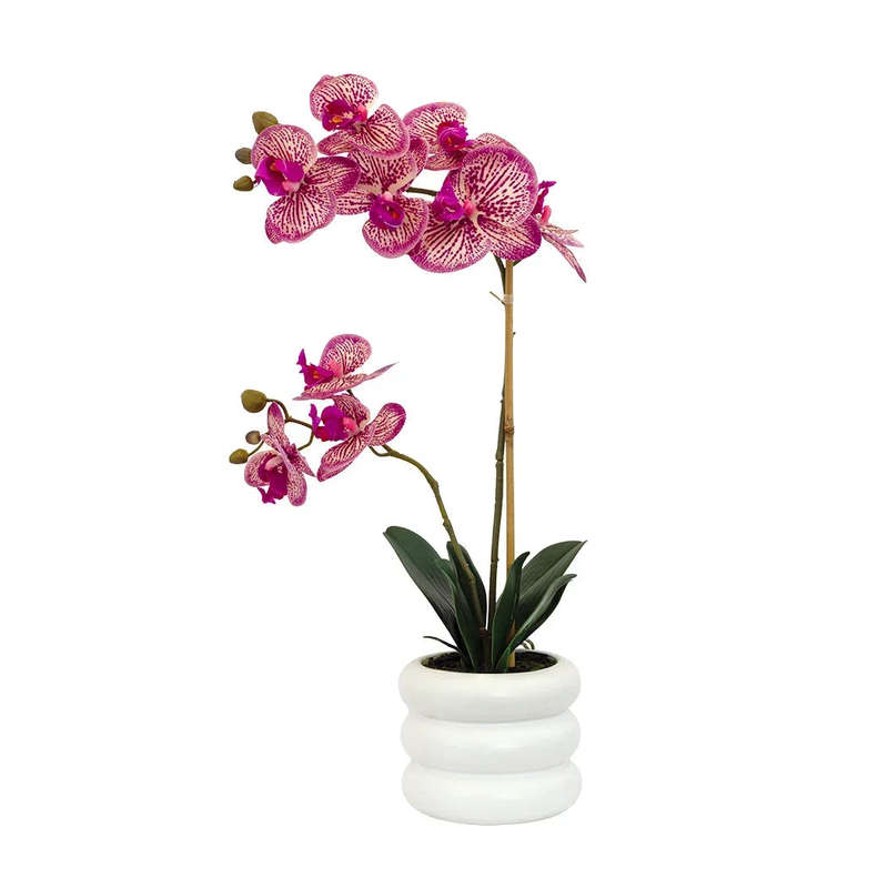 Orchid - Purple Pink Beauty Potted 54cm