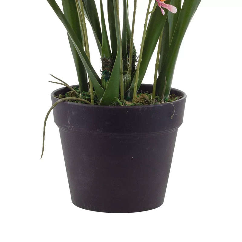 Orchid - Pink Cymbidium