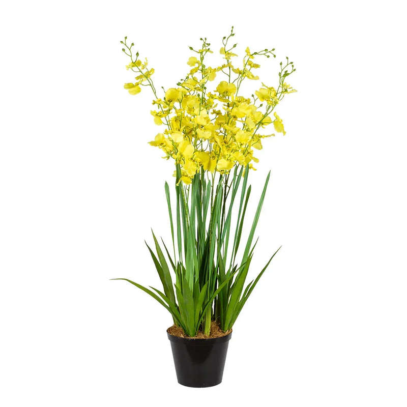 Orchid - Potted Oncidium Extra Large 80cm