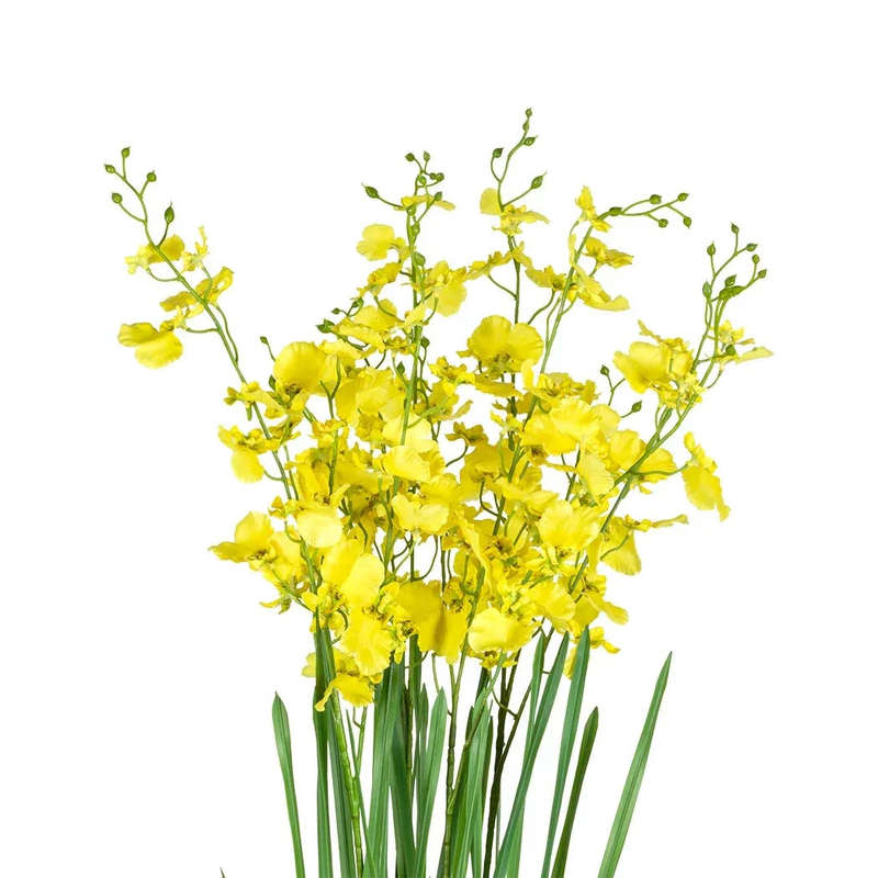 Orchid - Potted Oncidium Extra Large 80cm