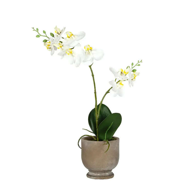 Orchid - Rustic Potted 40cm