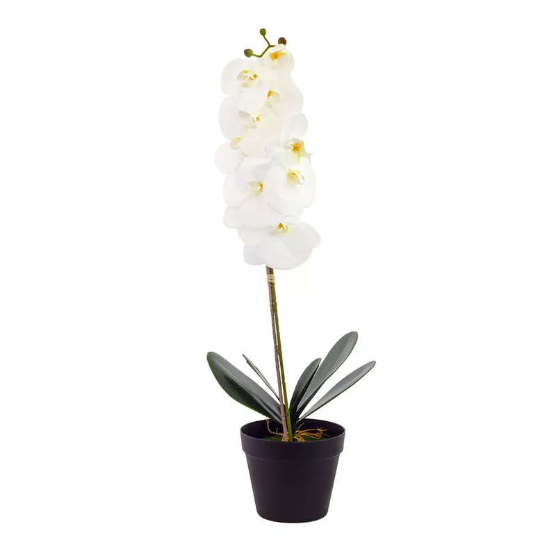 Orchid - White Tall 72cm