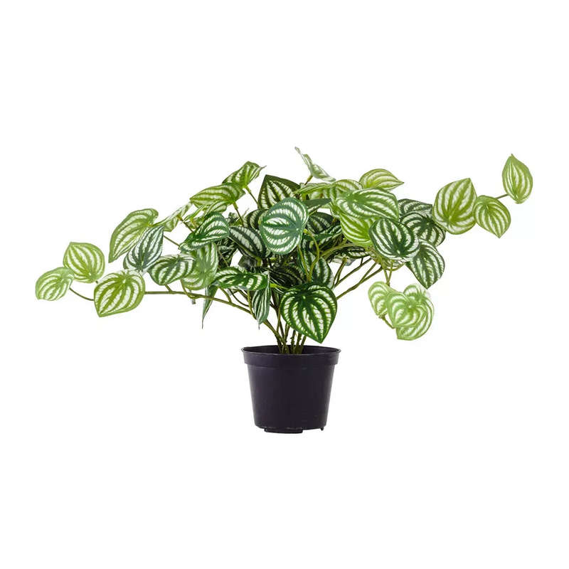 Peperomia Bush 28cm