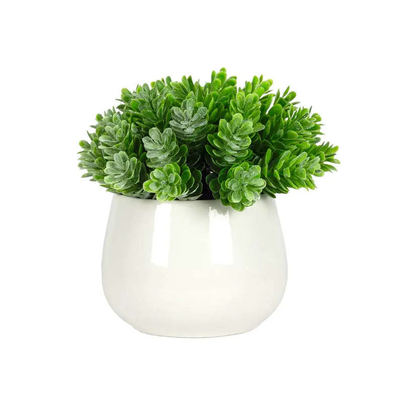 Pine Bush - Potted Ceramic