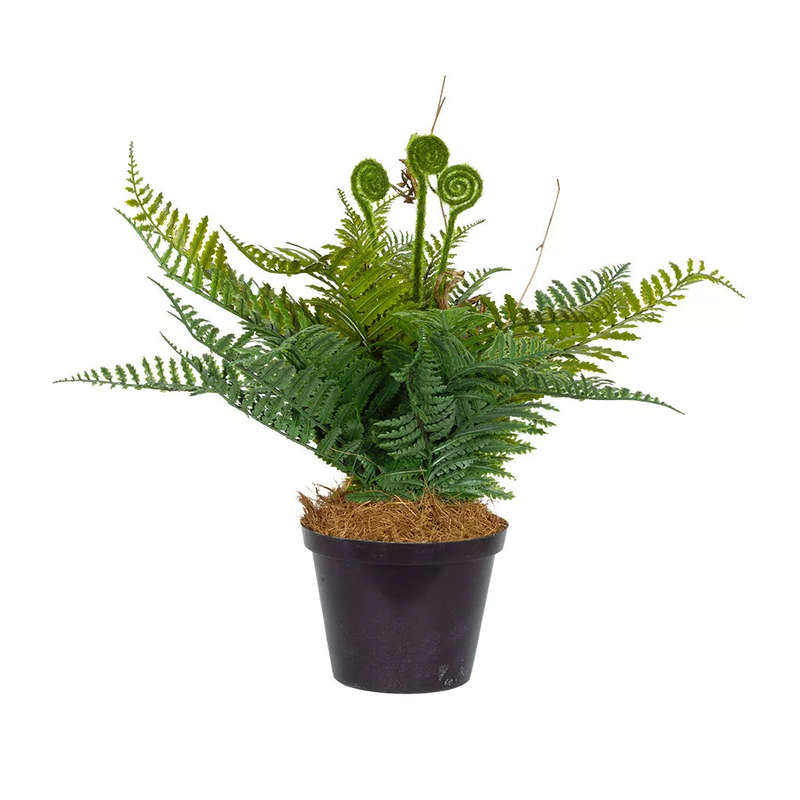 Fern - Growing 32cm