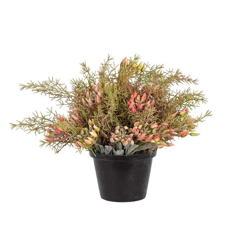 Plant - Autumn Kalahari Bush 35cm