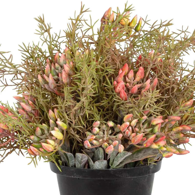 Plant - Autumn Kalahari Bush 35cm