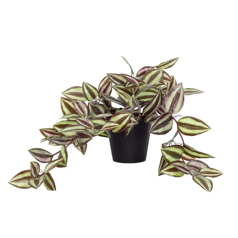 Plant - Purple Zebra Bush