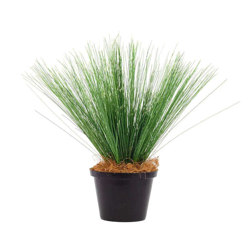 Plant - Thin Reeds