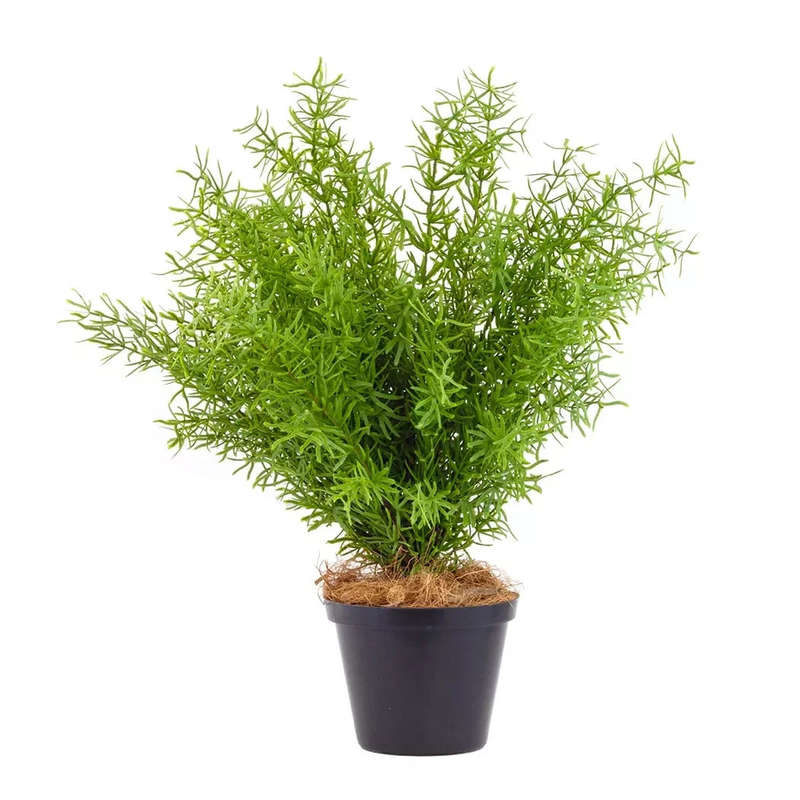 Potted Asparagus Fern 42cm