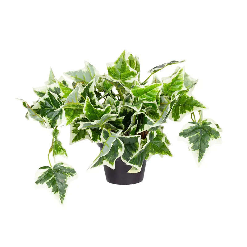 Potted Grape Ivy Bush