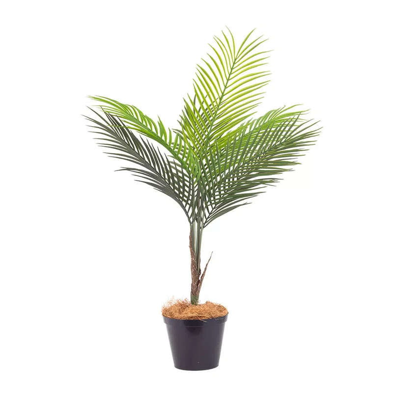 Potted Palm - 75cm