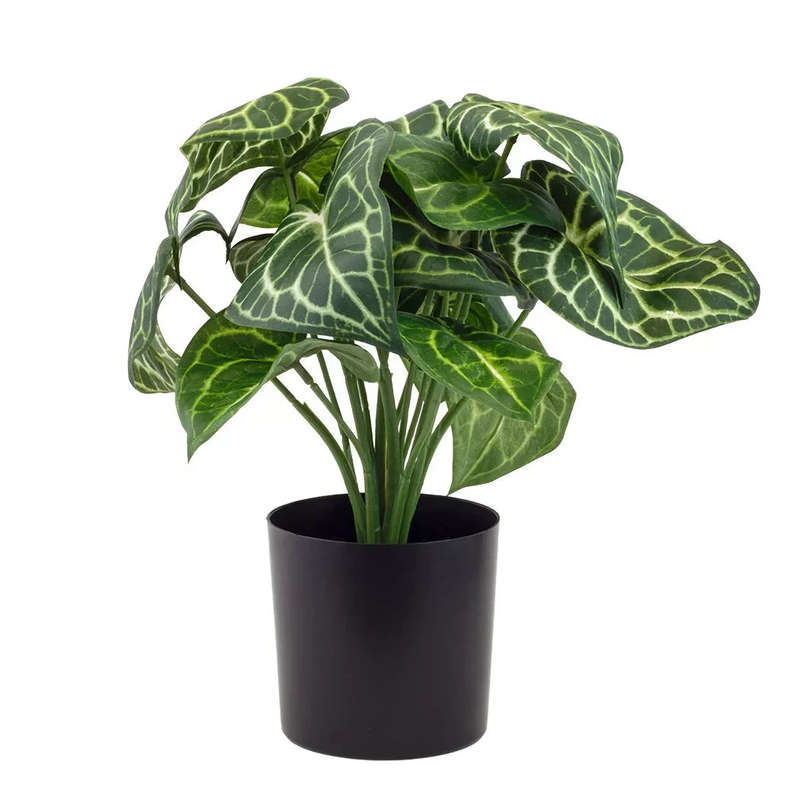 Potted Plant - Anthurium