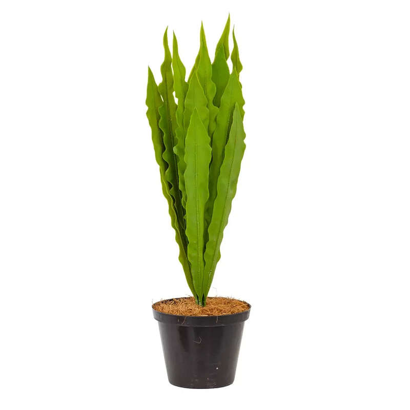 Potted Plant - Asplenium 44cm