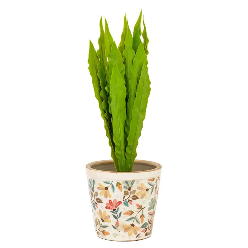 Potted Plant - Asplenium 44cm