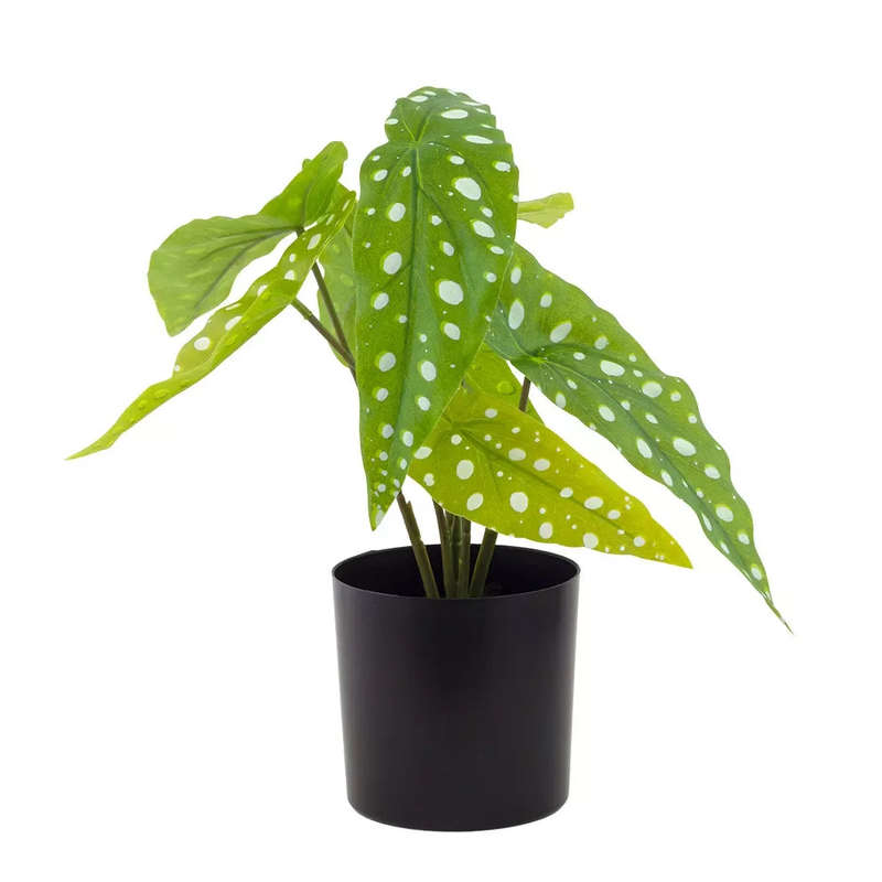 Potted Plant - Begonia