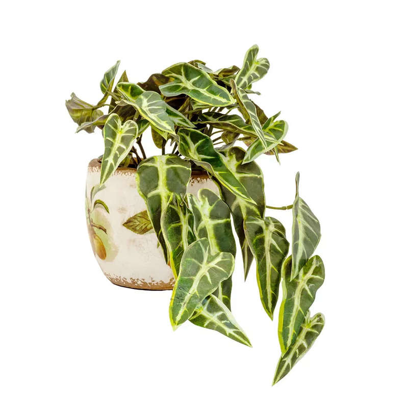 Potted Plant - Hanging Alocasia