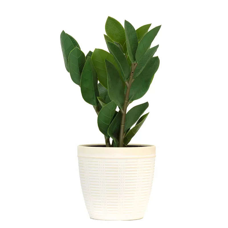 Potted Plant - Lush Leaves