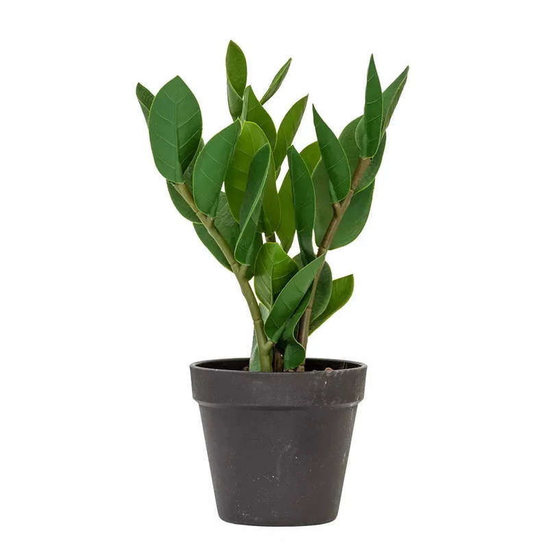 Potted Plant - Lush Leaves