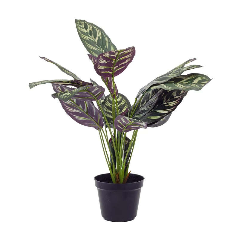Potted Plant - Peacock 48cm