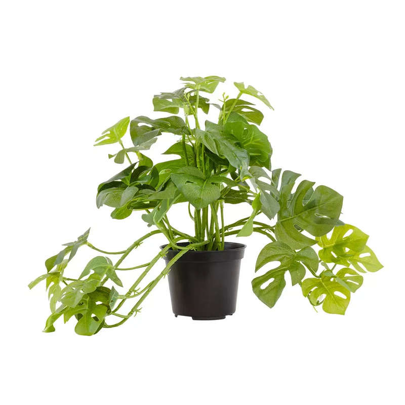 Potted Plant - Philodendron 28cm