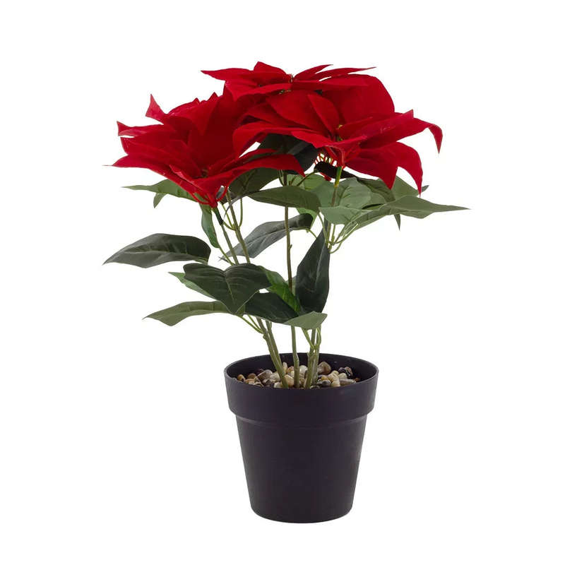 Potted Plant - Poinsettia 40cm