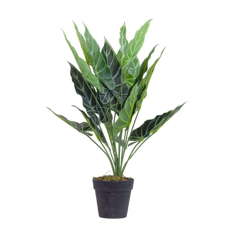 Potted Plant - Taro 66cm